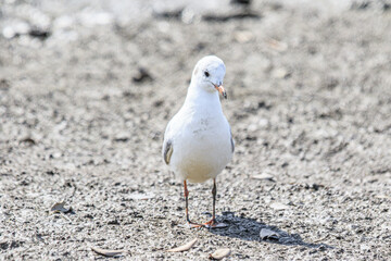 A Graceful Black-Headed Gull Stands Tall on the Shoreline