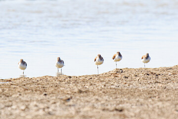 Solitary Sandpipers on the Shore of Mai Po Natural Reserve, Hong Kong