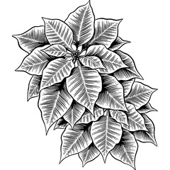 Hand drawn Poinsettia Flowers Christmas Sketch Illustration Engraving Woodcut Vintage Style
