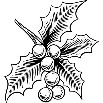 『絵画』 題名~mistletoe~ Mistletoe Drawing Images – Browse 121,749 Stock Photos