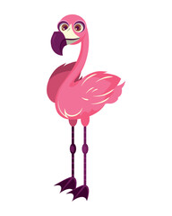 flemish bird animal fauna