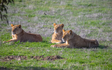A family of lions lies on the green grass, wildlife