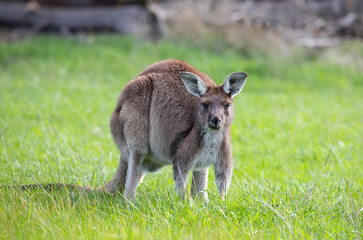Cute wallaby kangaroo is grazing on a green meadow among flowers in Australia, wildlife and beauty...