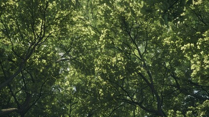 Fototapeta premium A pair of giraffes standing amidst trees and foliage, offering a unique perspective on these tall creatures