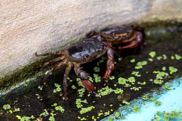Farming freshwater crab. Ricefield crabs - Somanniathelphusa in a cement pond.