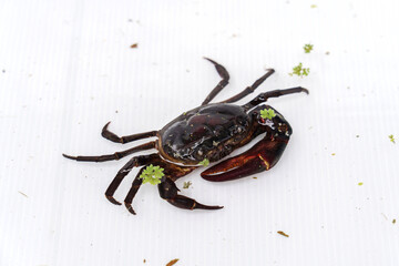 Farming freshwater crab. Ricefield crabs - Somanniathelphusa in white future board cage.