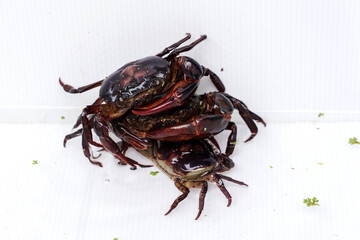 Farming freshwater crab. Ricefield crabs - Somanniathelphusa in white future board cage.