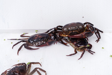 Farming freshwater crab. Ricefield crabs - Somanniathelphusa in white future board cage.