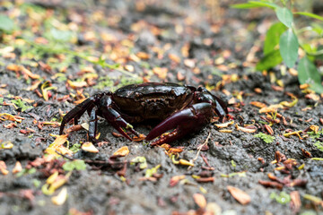 A male Freshwater crab Ricefield crabs - Somanniathelphusa walks on the wet ground in the rice fields after a rain.