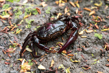 A male Freshwater crab Ricefield crabs - Somanniathelphusa walks on the wet ground in the rice fields after a rain.