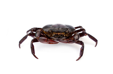 Female Freshwater crab Ricefield crabs - Somanniathelphusa isolated on white background.