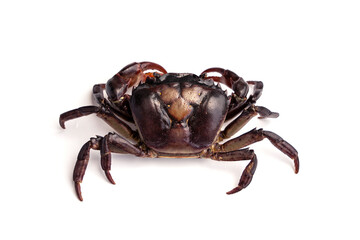 Female Freshwater crab Ricefield crabs - Somanniathelphusa isolated on white background.