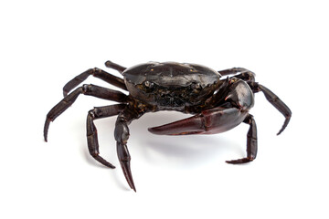 Male Freshwater crab Ricefield crabs - Somanniathelphusa isolated on white background.