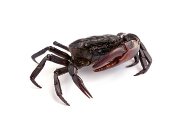 Male Freshwater crab Ricefield crabs - Somanniathelphusa isolated on white background.