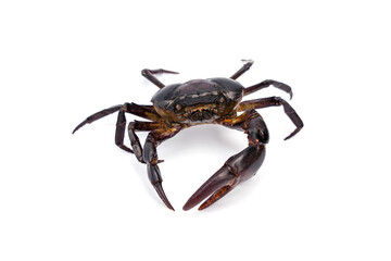 Male Freshwater crab Ricefield crabs - Somanniathelphusa isolated on white background.