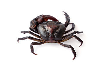 Male Freshwater crab Ricefield crabs - Somanniathelphusa isolated on white background.