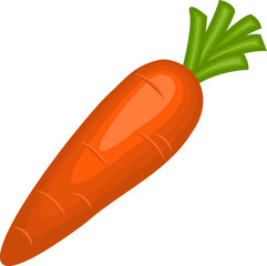 Vegetable fresh organic carrot