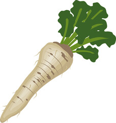 Vegetable organic fresh horseradish