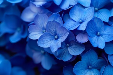 Close Up Macro Blue Hydrangea Flower Petals Floral Background Texture