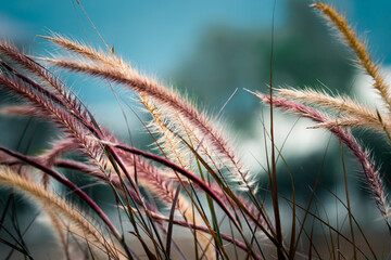 A field of tall grass with a blue sky in the background. The grass is dry and brown, giving the image a sense of desolation