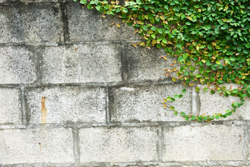 A wall with ivy growing on it. The ivy is green and has brown spots. The wall is made of bricks and is white