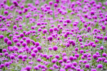 Obraz premium A field of purple flowers with many different types of flowers. The flowers are in full bloom and are very colorful