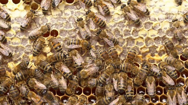 Organic bee keeping. Once the honey is ripe, the bees seal the honeycomb with a wax lid
