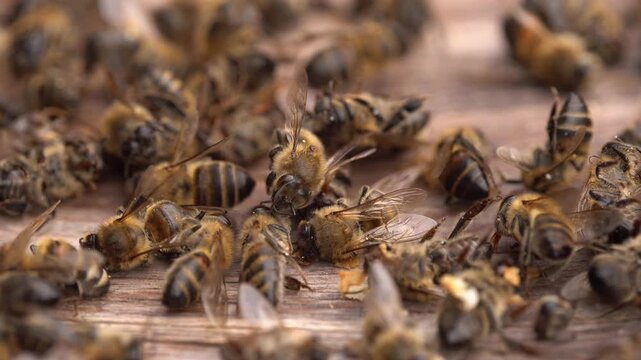 Dead bees in the hive. Colony Collapse Disorder. Starvation, pesticide exposure, pests and disease