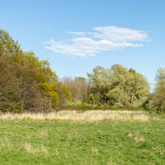 wild field meadow and grove on the outskirts of the city abandoned park spring background with copy-space