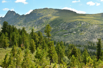 A dense coniferous forest on a gentle hillside overlooking a mountain range with spiky peaks on a sunny summer day.