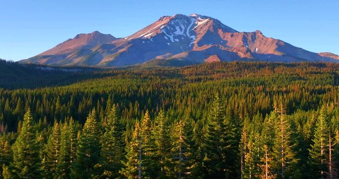 Lush Green Trees with Mt Shasta Towering in Background Aerial Drone