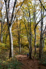 Fototapeta premium 雨飾山のブナ林の紅葉