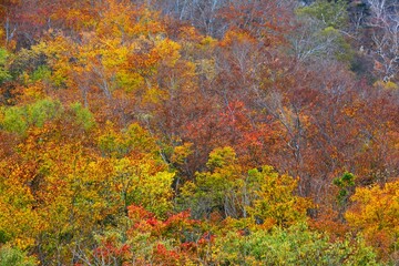 雨飾山の紅葉