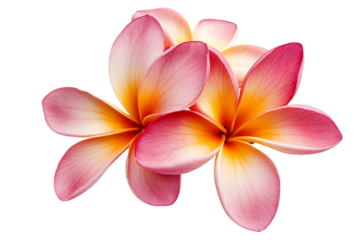 Tropical flowers frangipani (plumeria) isolated on transparent png