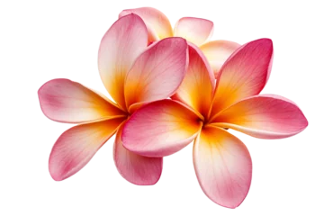  Tropical flowers frangipani (plumeria) isolated on transparent png © PNGStudio