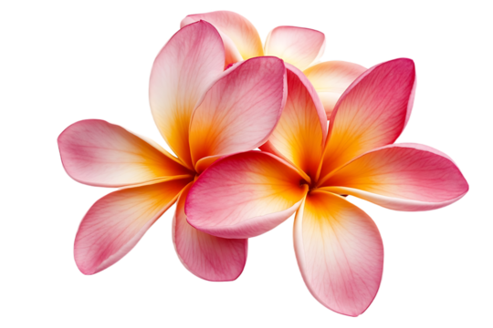 Tropical flowers frangipani (plumeria) isolated on transparent png