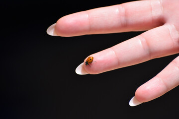 Ladybug on fingertip close to prosthetic fingernail on a black background.