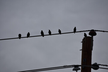 Silhouette of seven birds resting on city power cable on a cloudy background.