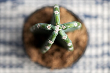 San Pedro Cactus in a Stylish Blue Pot