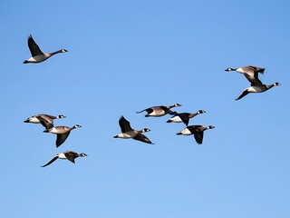 birds in flight