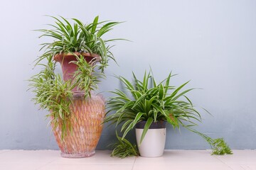 Green chlorophytum comosum on brown clay vase on floor blue background