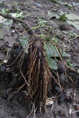 Dioscorea bulbifera plant on farm