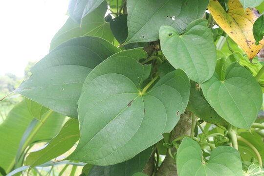 Dioscorea bulbifera plant on farm