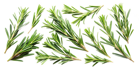 Fototapeta premium Collection of Rosemary twig and green leaves for garnish food menu isolated on background, flat lay of fresh vegetable herb.
