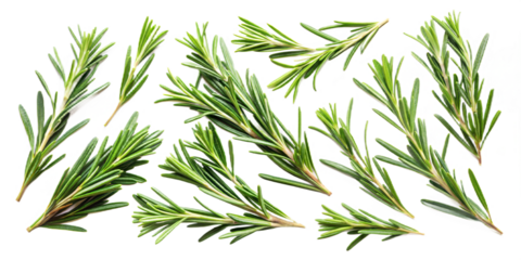 Collection of Rosemary twig and green leaves for garnish food menu isolated on background, flat lay of fresh vegetable herb.
