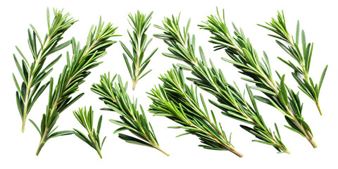 Obraz premium Collection of Rosemary twig and green leaves for garnish food menu isolated on background, flat lay of fresh vegetable herb.