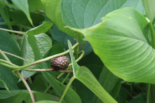 Dioscorea bulbifera on tree in forest