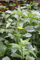 sphagneticola trilobata flower plant on nursery