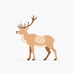 Deer Antlers Wildlife Forest Nature