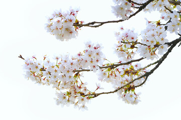 Cherry blossom (Sakura) blooming in spring season isolated on white background.